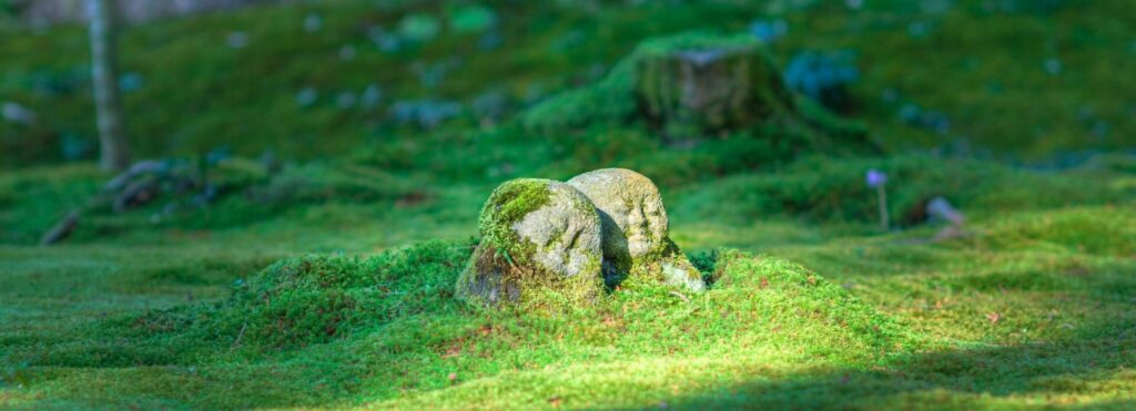 pexels pixabay 302100